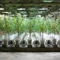 Cultivar marihuana para uso propio de una asociación es legal, según la Audiencia de Bilbao