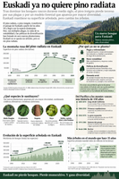pino radiata infografia